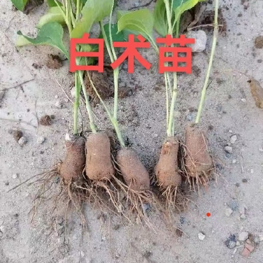 温县优质改良白术苗