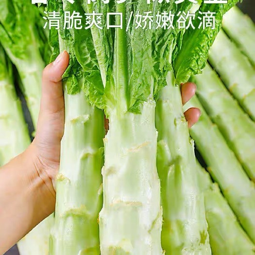 兰陵县莴苣
