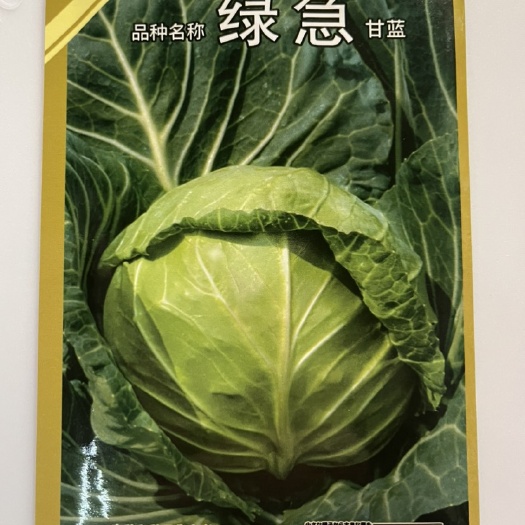 平远县日本杂交绿急甘蓝种子 耐裂球 球色绿有光泽包心结实
