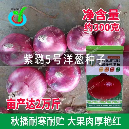 紫皮洋葱葱头种子四季大果农田菜园红皮洋葱籽存放期长易种