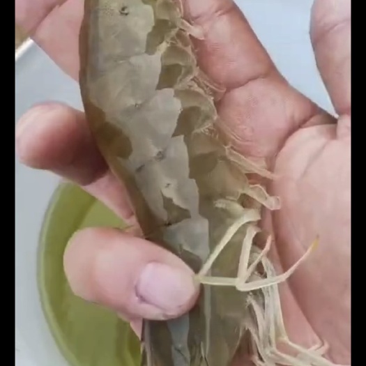 东营南美白对虾出售