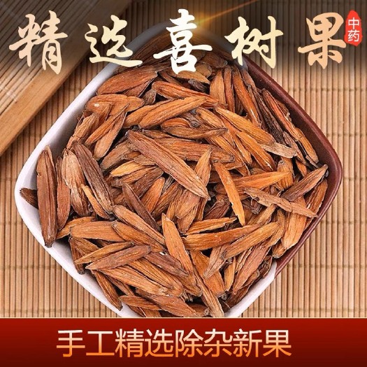 亳州喜树果正品新货千丈树水栗子天梓树中药材精选