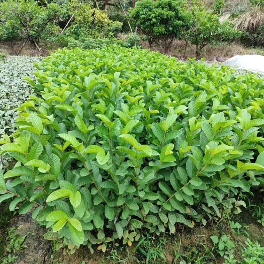 番石榴苗