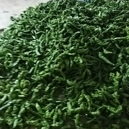 蒲城县罗丝椒