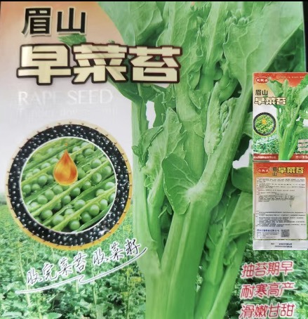 长沙眉山早菜苔种子早熟油菜苔种子四季播耐热抗冻农家田园蔬菜种籽孑