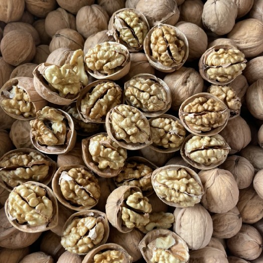 赞皇县2024年新货185纸皮核桃 皮薄果仁饱满 可做商检出口