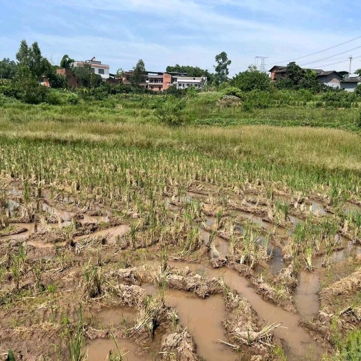 重庆市壁山区120亩土地chuzu