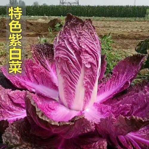 邵东市营养紫白菜种子里外紫色大白菜四季播种庭院田地农科院有机蔬菜籽