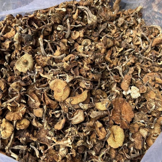 柳河县干菜干榛蘑新上市热卖中