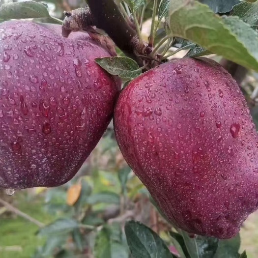 礼县2023年甘肃花牛苹果10斤净果脆果皮薄肉质甜