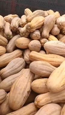 元谋县南瓜