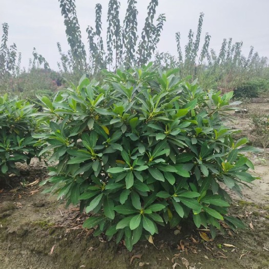 成都成都结香球冠幅1.5米