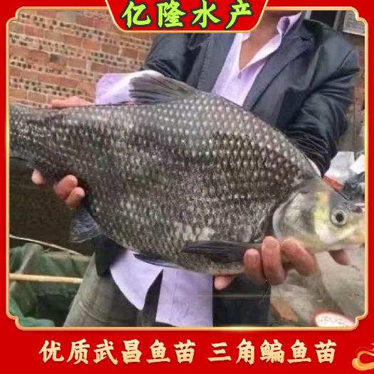 广州鱼苗直销优质武昌鱼苗 三角鳊鱼苗 团头鲂鱼苗 沙边鱼苗