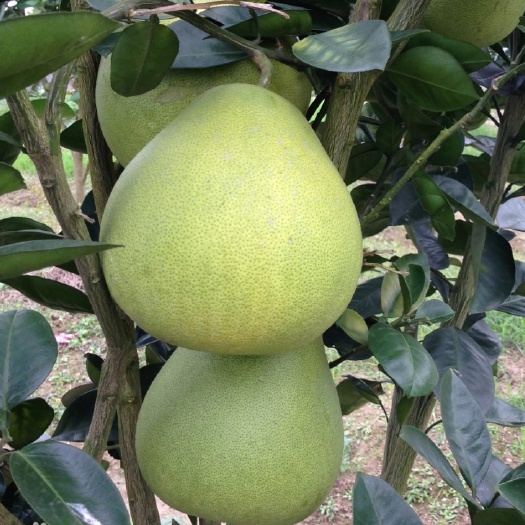安福县安福金楠柚