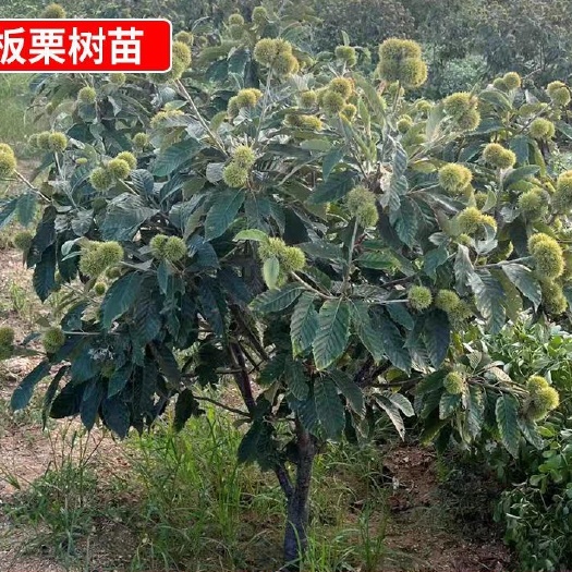 平邑县嫁接板栗苗大红袍板粟苗免费提供技术