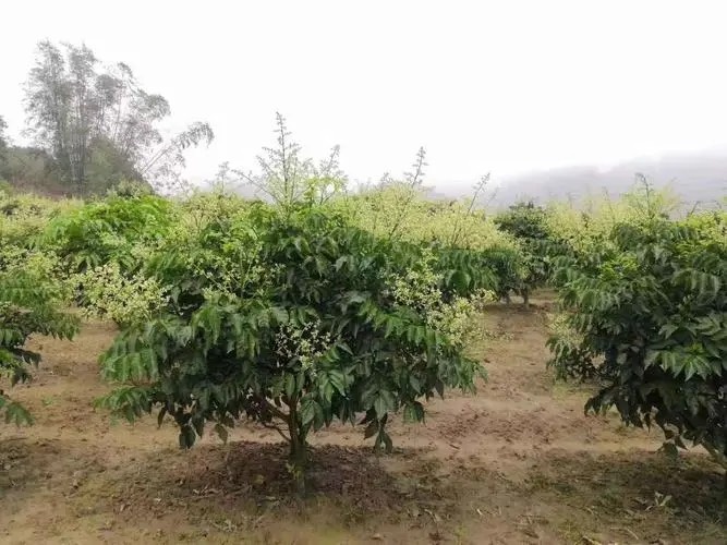 灵山县黑黄皮