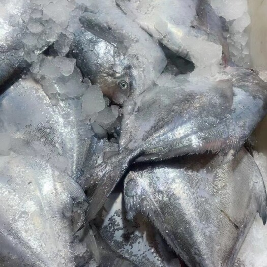 海鲜水产品东海鲳鱼