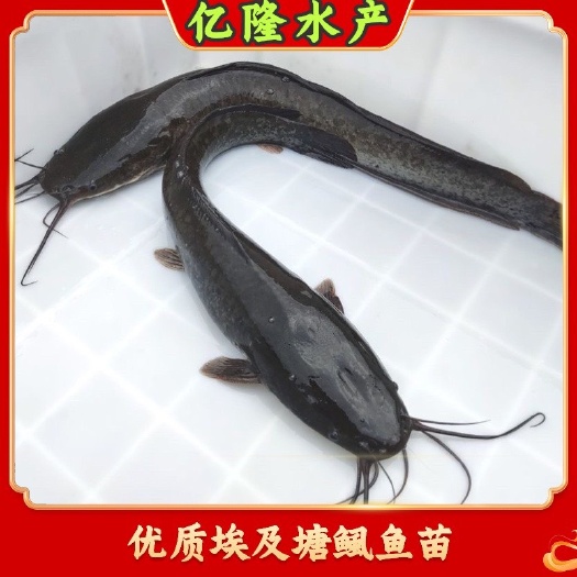 广州鱼苗场直销 优质埃及塘鲺鱼苗 革胡鲶鱼苗 规格齐全
