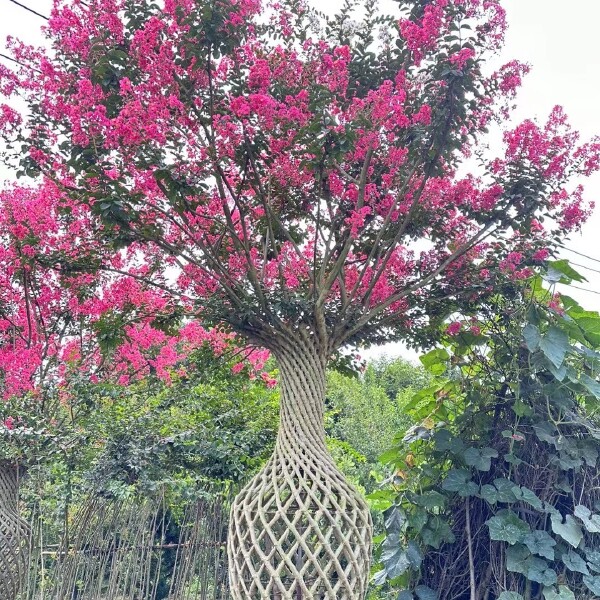 紫薇花瓶造型基地直销