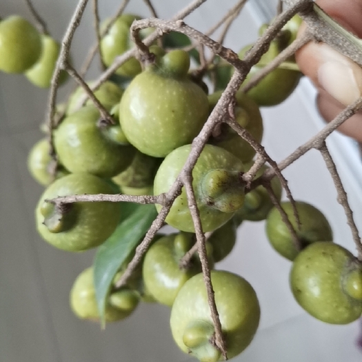 嘉善县大量无患子供应商