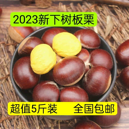 2023新鲜板栗现摘现发生栗子一箱5斤起全国包邮