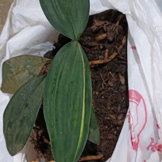 靖西市磨砂兔耳兰，变艺草，有喜欢的请带走