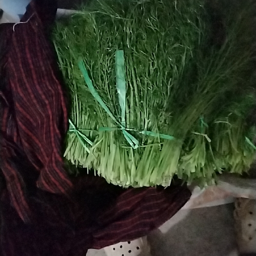济南茴香苗包包子吃特别嫩