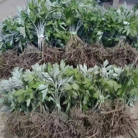 现挖现发五叶大叶艾苗可食用驱蚊草艾叶盆栽 艾草苗盆栽