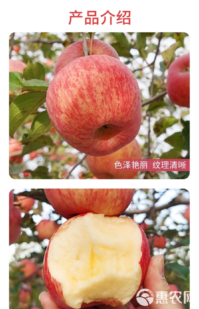 【咔嚓脆！小时候的味道】洛川红富士苹果