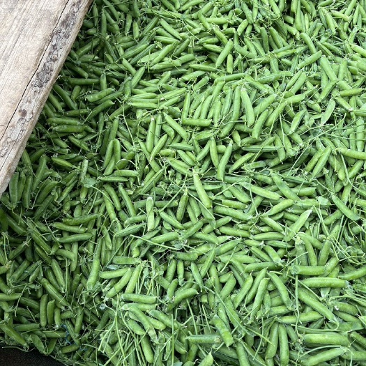 大理长寿人豌豆又上市了好货 中货 老豆都有哦！价格便宜