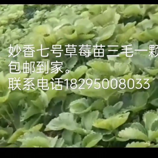 银川妙香7号草莓苗