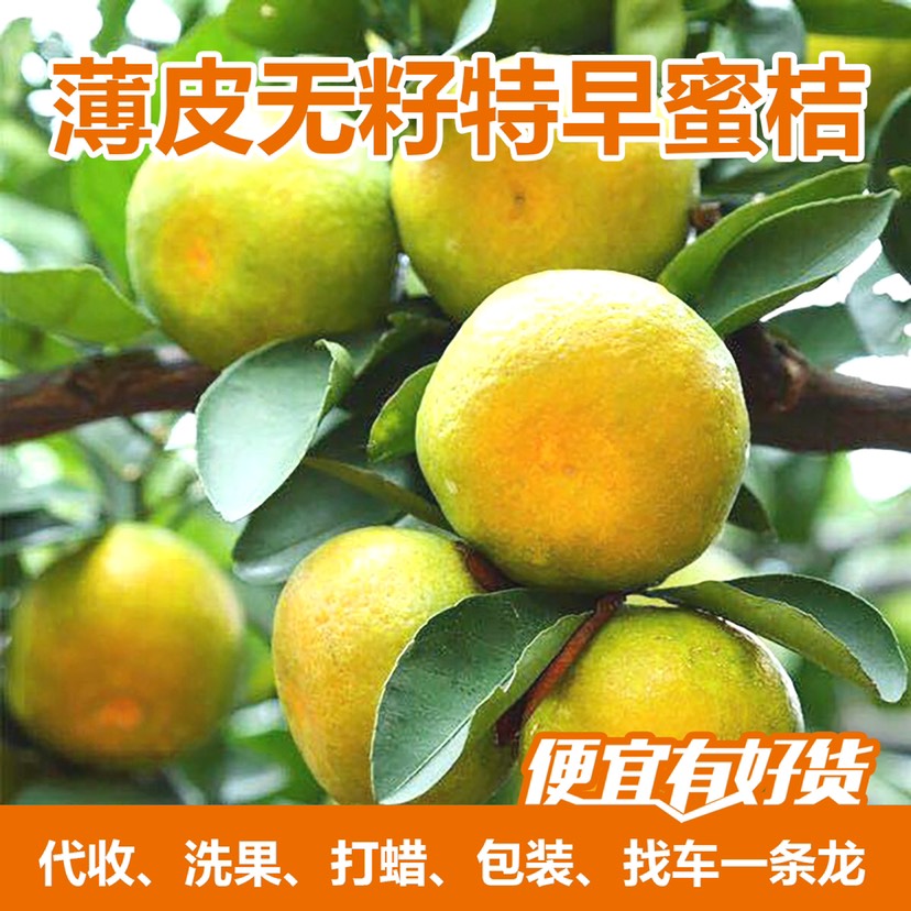 澧县湖南蜜桔普早电商代发代办香甜薄皮桔子个大皮薄产地直发