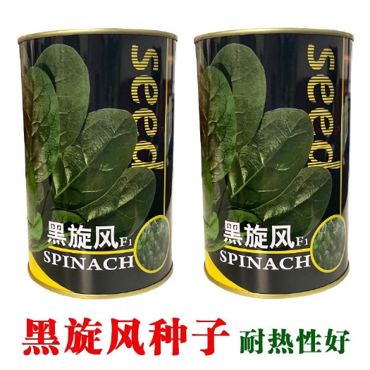 黑旋风种子菠菜种籽早熟抗病耐寒秋季种植菠菜种孑春季秋季播
