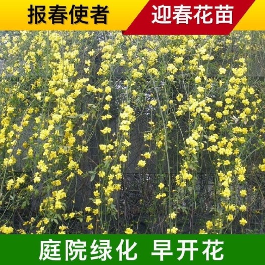 长沙迎春花耐寒冻，工程绿化苗木