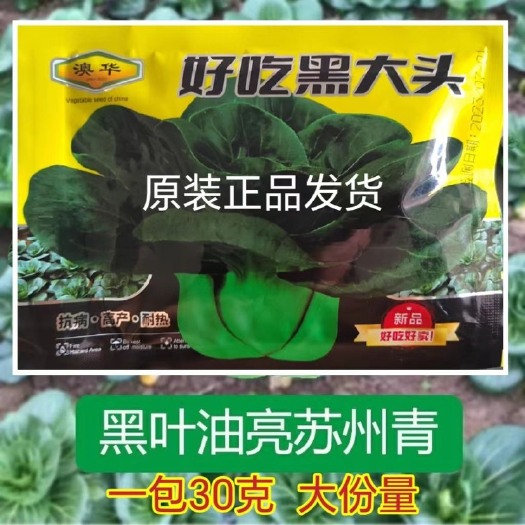 真好吃黑大头黑叶苏州青种子上海青梗菜种子耐寒耐热四季蔬菜种孑