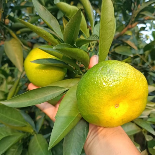 资阳蜜橘