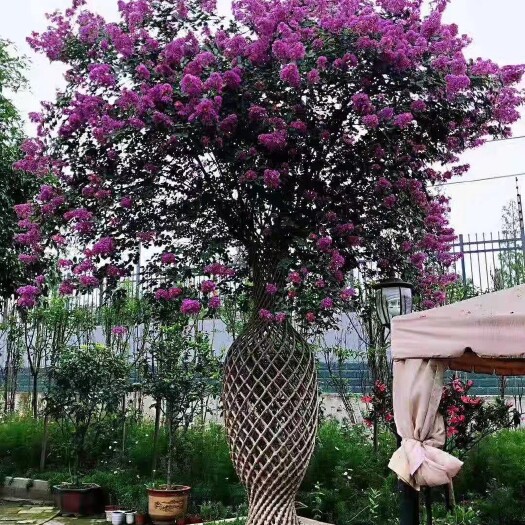 成都紫薇花瓶造型基地直销