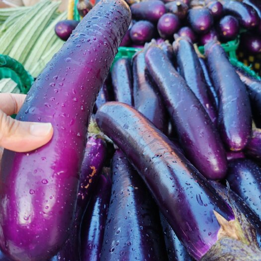 横州市广西南宁横州市紫长茄大量上市，基地发货，量大价美，欢迎来电。