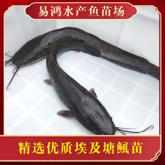 四会市鱼苗场直销优质 埃及塘鲺苗 革胡鲶鱼苗 鲶鱼苗 支持全国发货