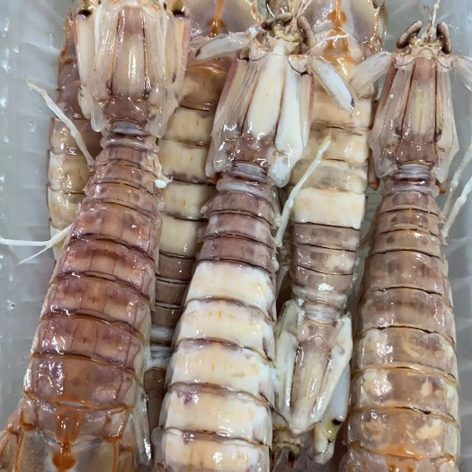 北海北海活煮皮皮虾全规格 厂家一手货源直发 量大价优 货源稳定