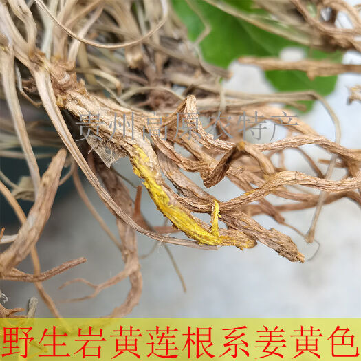 六盘水贵州岩黄莲