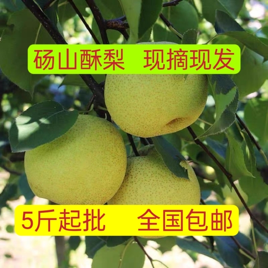 凤台县砀山酥梨5斤起全国包邮新鲜水果百年梨树应季水果梨子批发