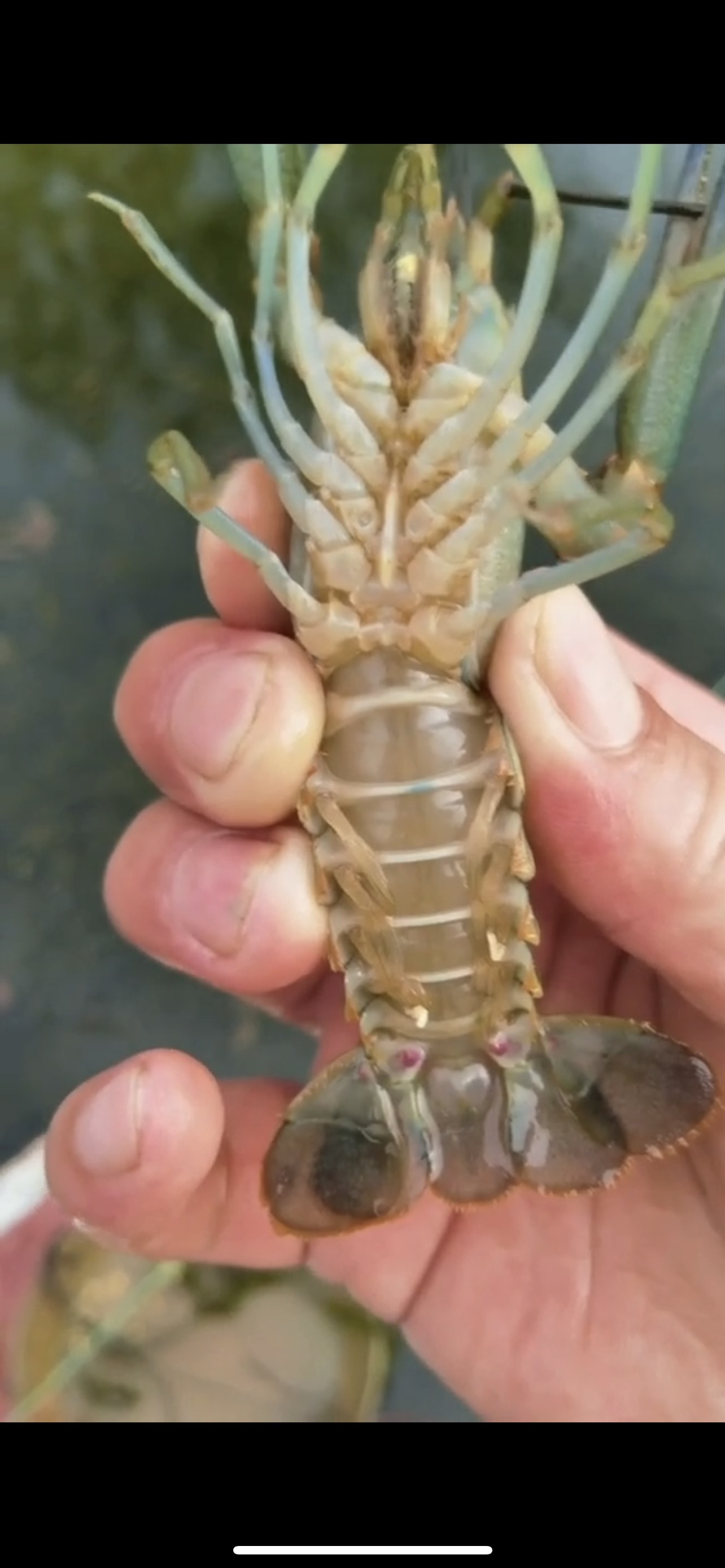 淡水澳龙蓝龙虾