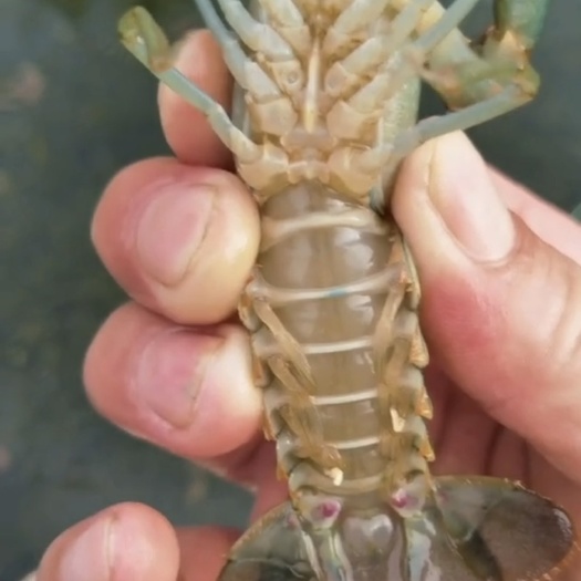 淡水澳龙蓝龙虾
