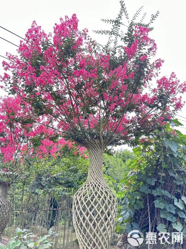 紫薇花瓶造型基地直销