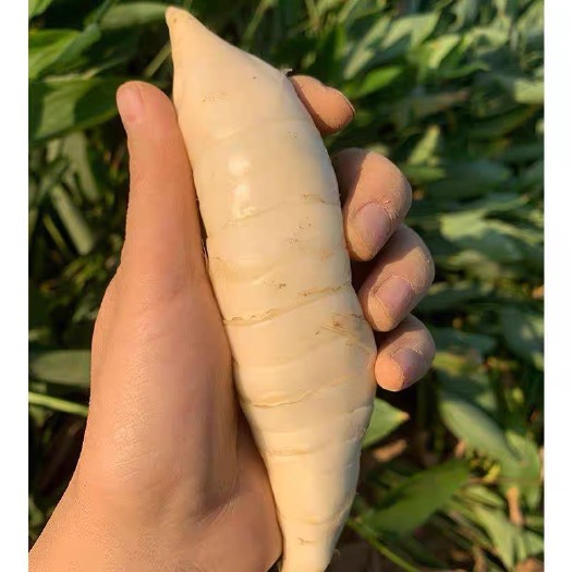 阳春市竹薯新鲜，，，竹芋