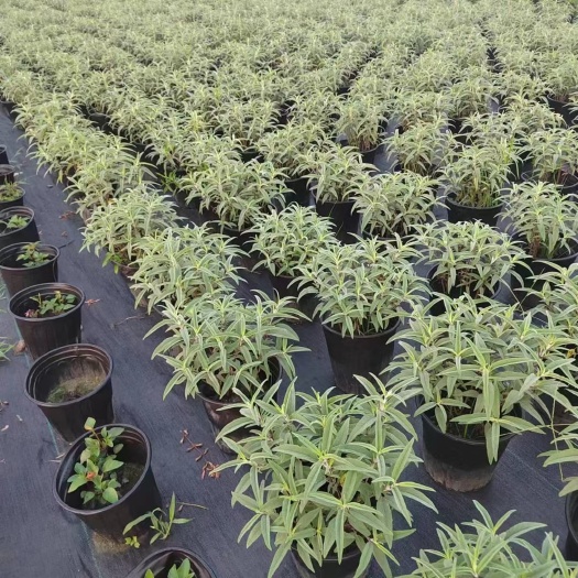 成都墨西哥鼠尾草量大