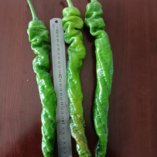 天津螺丝椒