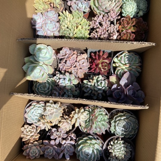 昆明多肉植物 拼箱 24个品种不重复