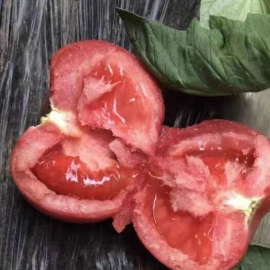 寿光市口感大粉番茄苗糖度高 微绿肩大果型粉口感西红柿苗供应